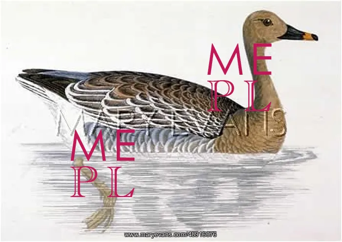 : BEAN GOOSE