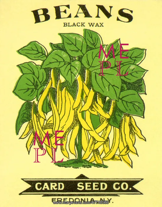  : Beans Seed Packet