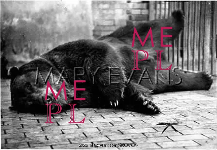  : BEAR / ASLEEP / 1930S