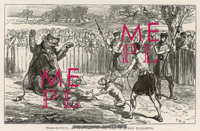 : Bear Baiting - circa 16th century : Bear Baiting - circa 16th century