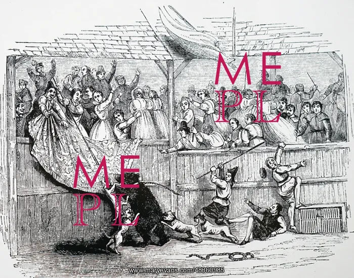  : Bear baiting with dogs, 1842