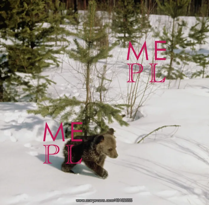 : Bear cub, 1975 : Bear cub, 1975