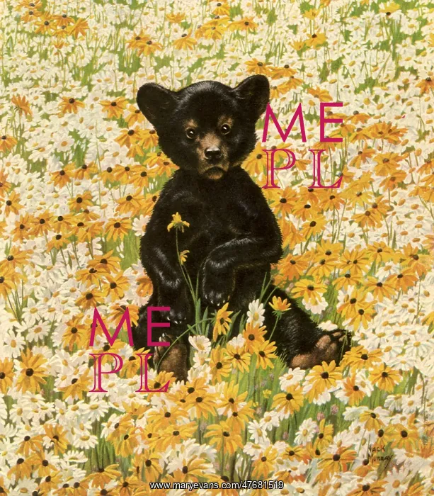  : Bear Cub in Daisies