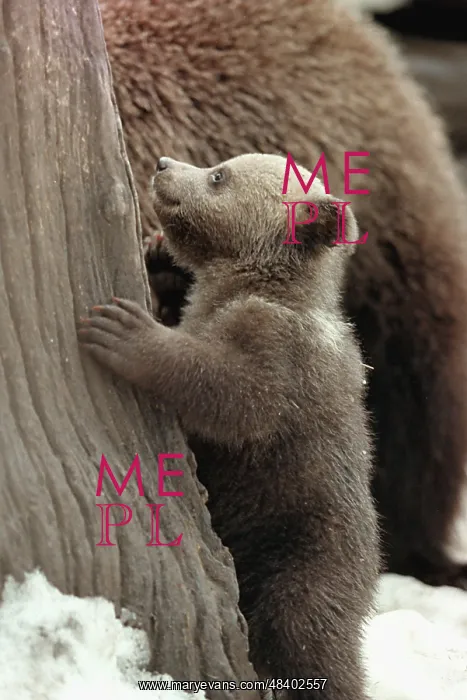 : Bear cubs, 1998 : Bear cubs, 1998