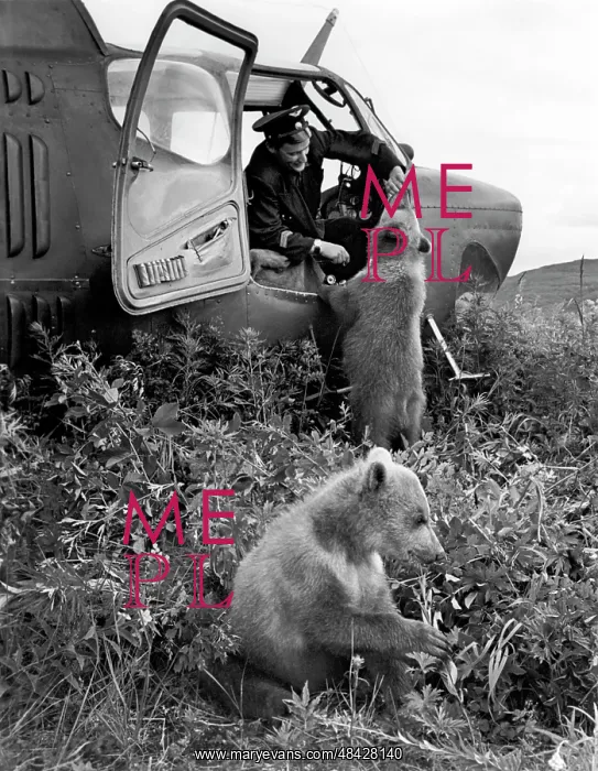 : Bear cubs near helicopter, 1962 : Bear cubs near helicopter, 1962