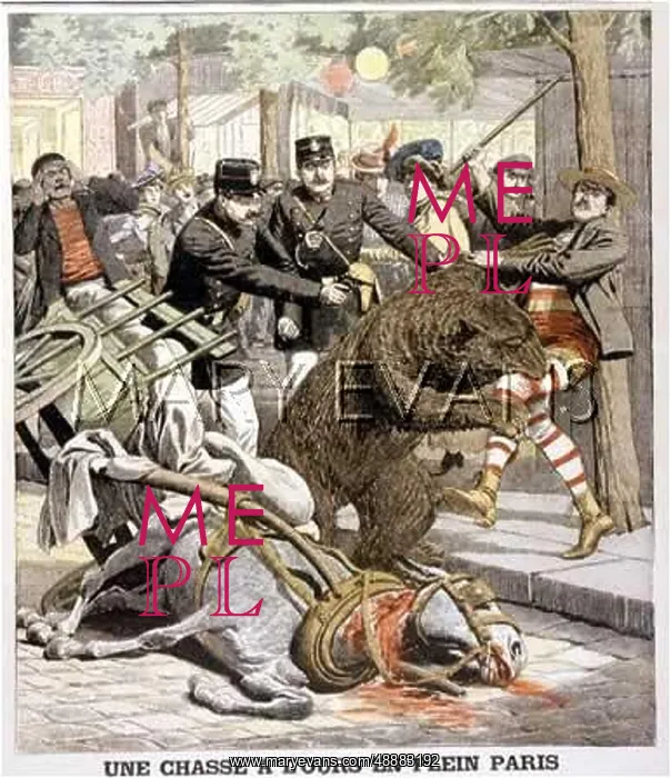 : BEAR ESCAPES, PARIS : BEAR ESCAPES, PARIS