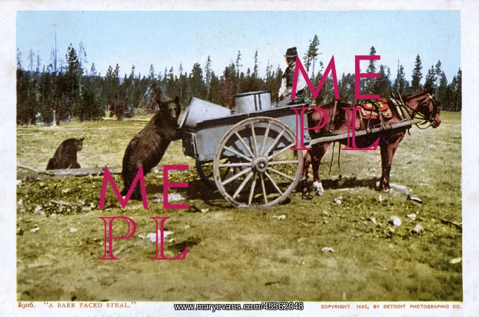 : A Bear-faced steal - Wagon raided in the USA : A Bear-faced steal - Wagon raided in the USA