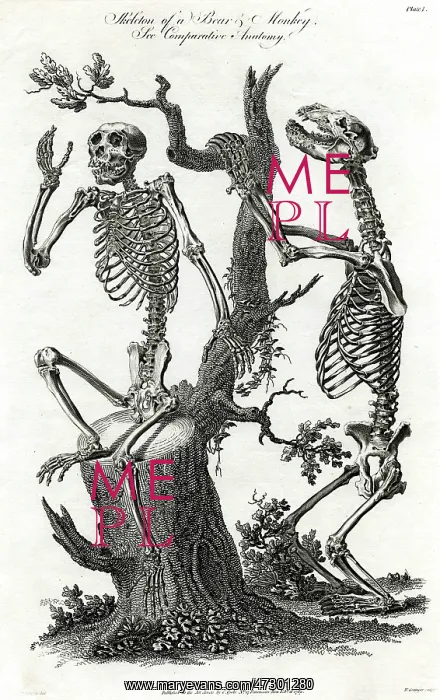 : BEAR / MONKEY SKELETONS : BEAR / MONKEY SKELETONS