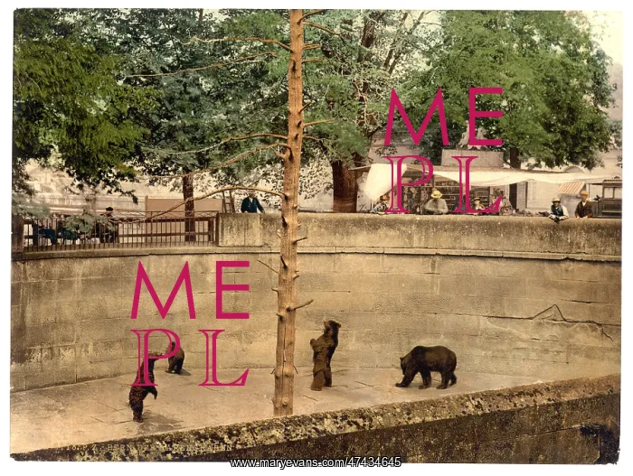 : Bear pit, Berne, Switzerland : Bear pit, Berne, Switzerland