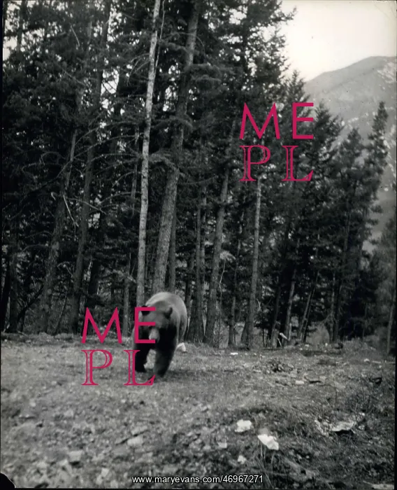 : Bear and trees at Banff, Alberta, Canada : Bear and trees at Banff, Alberta, Canada