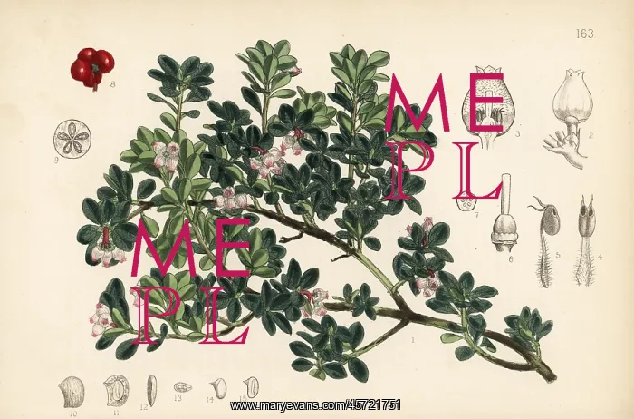 : Bearberry, Arctostaphylos uva-ursi : Bearberry, Arctostaphylos uva-ursi