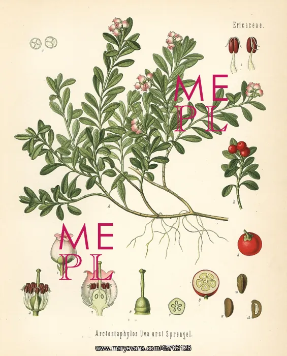 : Bearberry, Arctostaphylos uva-ursi : Bearberry, Arctostaphylos uva-ursi