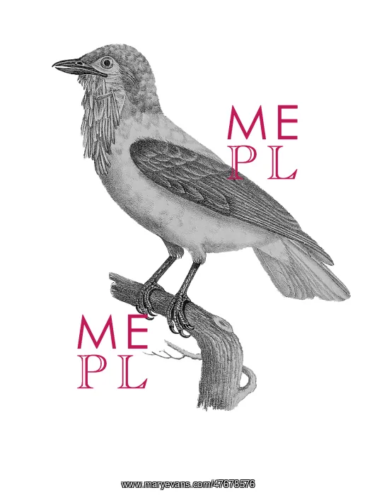 : Bearded Bellbird : Bearded Bellbird