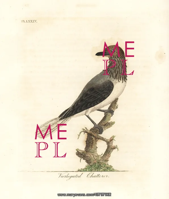 : Bearded bellbird, Procnias averano : Bearded bellbird, Procnias averano