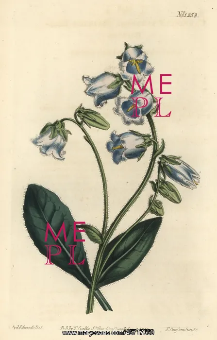 : Bearded bellflower, Campanula barbata : Bearded bellflower, Campanula barbata