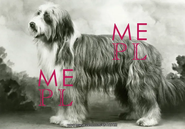 : BEARDED COLLIE / BENJIE : BEARDED COLLIE / BENJIE