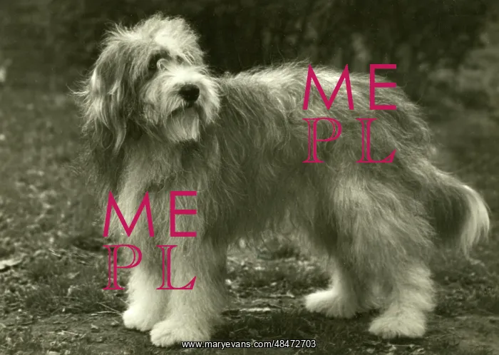 : BEARDED COLLIE / BLUEPETER : BEARDED COLLIE / BLUEPETER