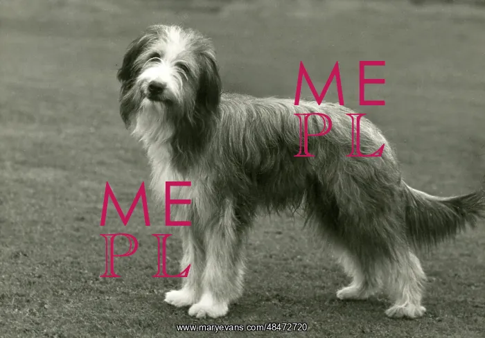 : BEARDED COLLIE / BROCK : BEARDED COLLIE / BROCK