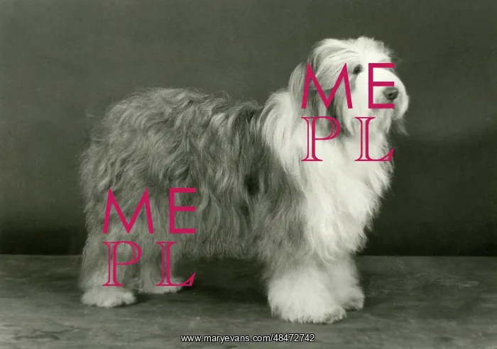 : BEARDED COLLIE / HONEYBUN : BEARDED COLLIE / HONEYBUN