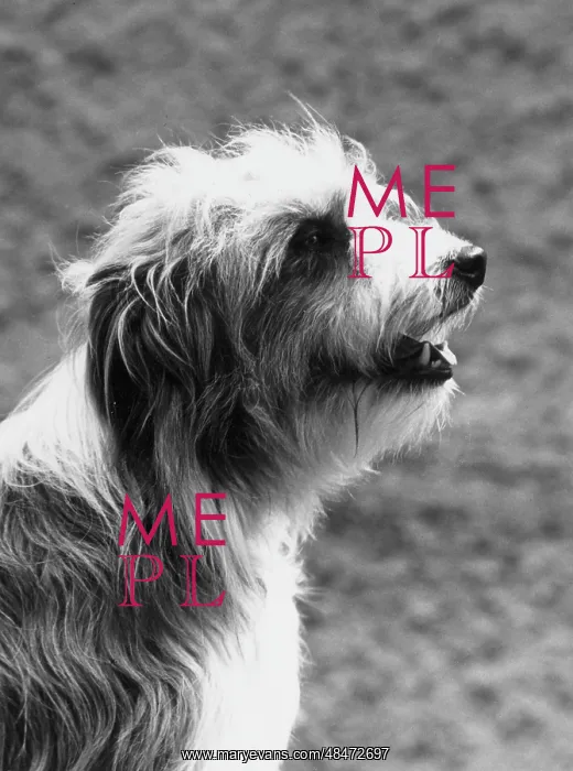 : BEARDED COLLIE / JEANNIE : BEARDED COLLIE / JEANNIE