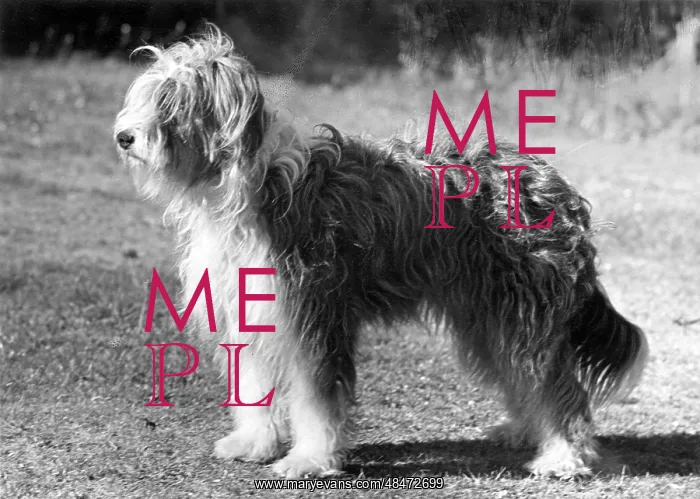 : BEARDED COLLIE / JEANNIE : BEARDED COLLIE / JEANNIE