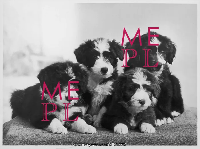 : BEARDED COLLIE / PUPPIES : BEARDED COLLIE / PUPPIES