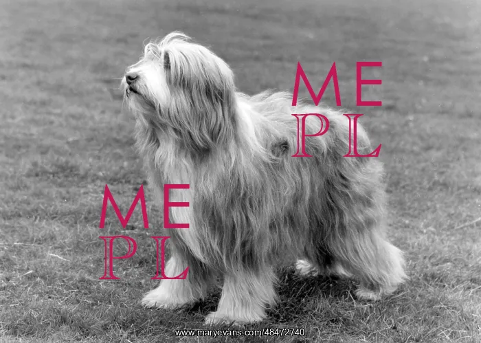 : BEARDED COLLIE / TOAST : BEARDED COLLIE / TOAST