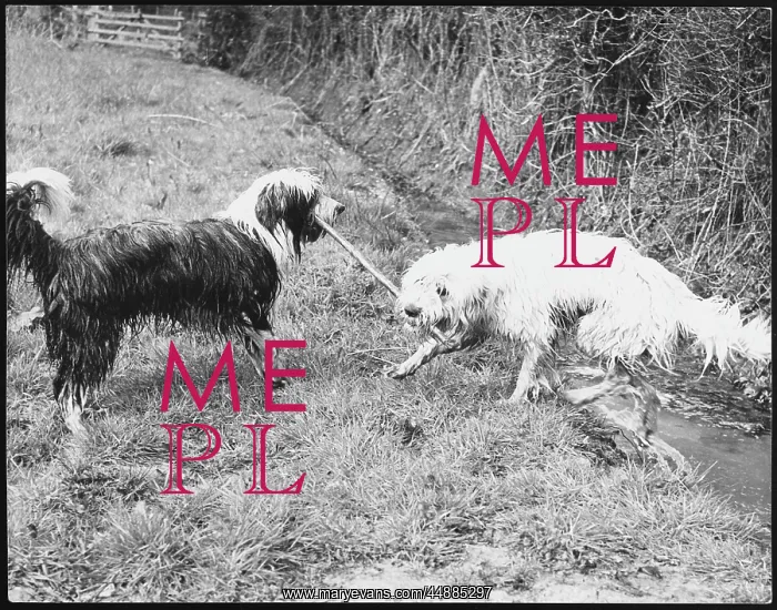 : BEARDED COLLIE TUSSLE