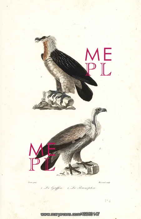 : Bearded eagle and Eurasia griffon : Bearded eagle and Eurasia griffon