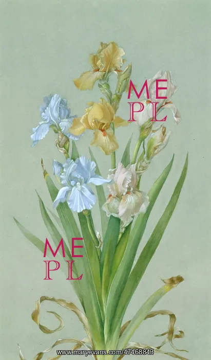  : Bearded Iris