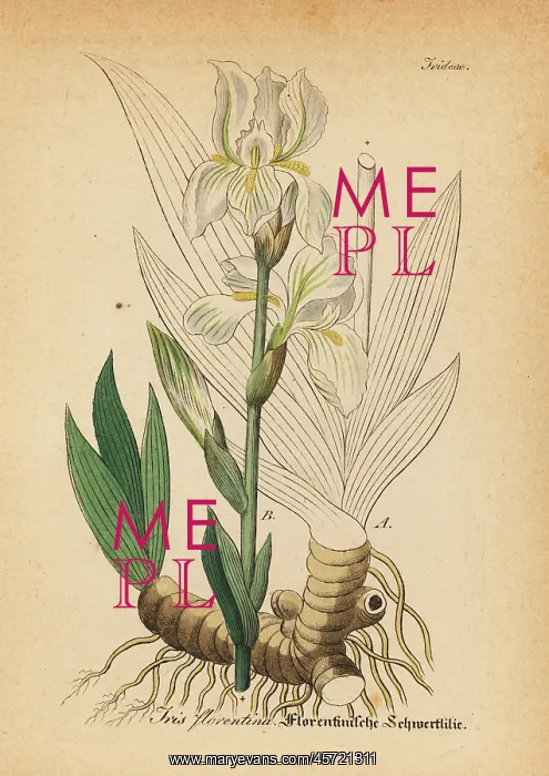 : Bearded iris, Iris germanica : Bearded iris, Iris germanica