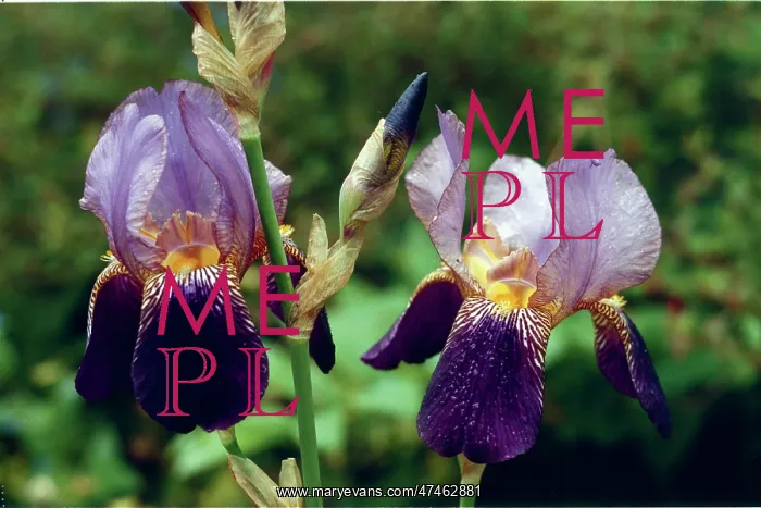  : Bearded Irises