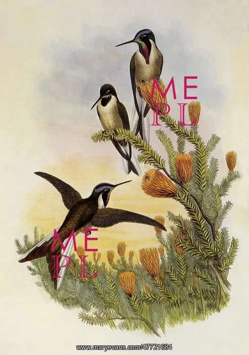 : Bearded Mountaineer, Oreonympha Nobilis : Bearded Mountaineer, Oreonympha Nobilis