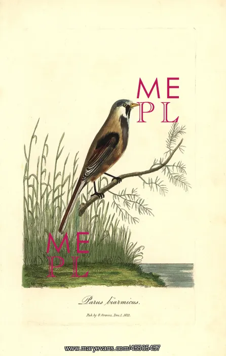 : Bearded reedling, Panurus biarmicus : Bearded reedling, Panurus biarmicus