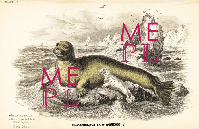 : Bearded seal, Erignathus barbatus : Bearded seal, Erignathus barbatus