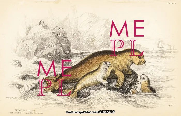: Bearded seal, Erignathus barbatus : Bearded seal, Erignathus barbatus