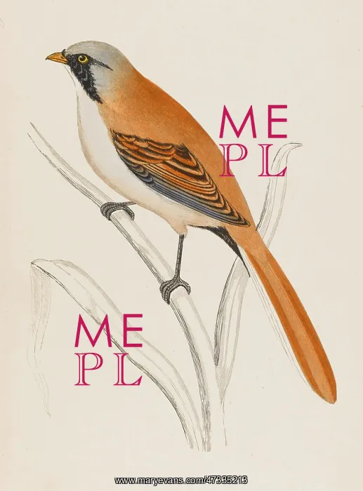  : BEARDED TIT (MORRIS)