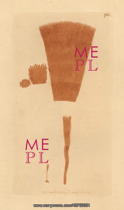 : Bearded yellow byssus, Byssus barbatus : Bearded yellow byssus, Byssus barbatus