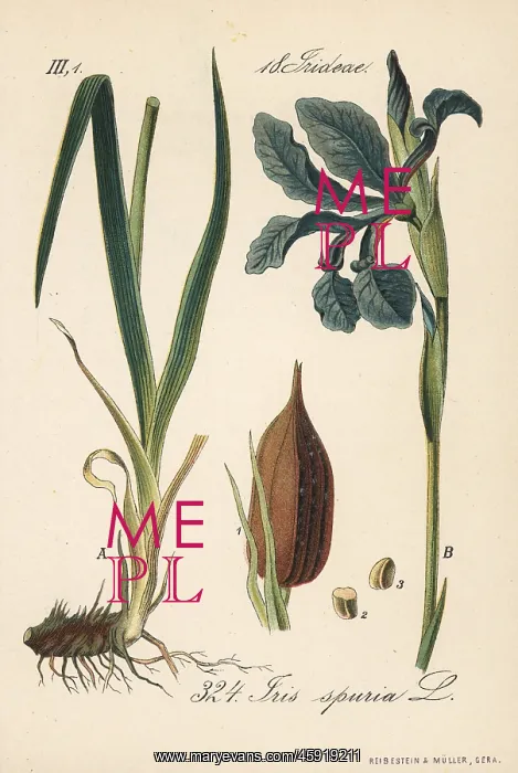 : Beardless iris, Iris spuria : Beardless iris, Iris spuria