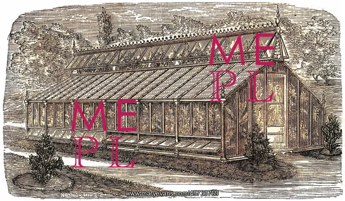 : Beard's greenhouse : Beard's greenhouse