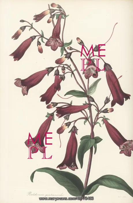 : Beardtongue, Penstemon gentianoides : Beardtongue, Penstemon gentianoides
