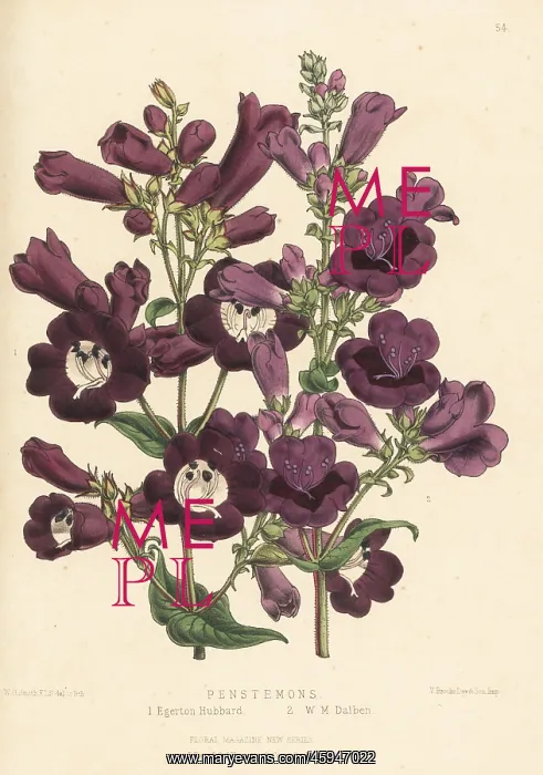 : Beardtongue or Penstemon hybrids : Beardtongue or Penstemon hybrids