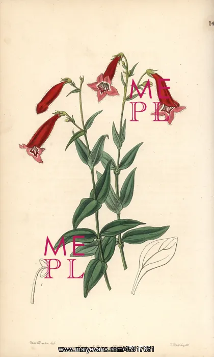 : Beardtongue, Penstemon miniatus : Beardtongue, Penstemon miniatus