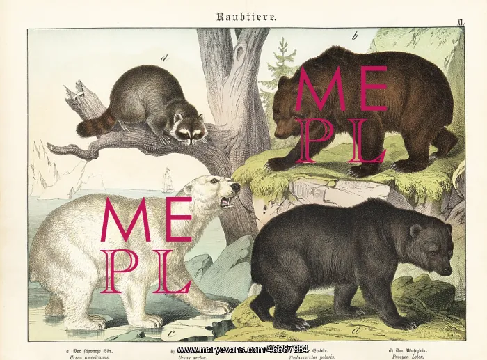 : Bears and raccoon : Bears and raccoon