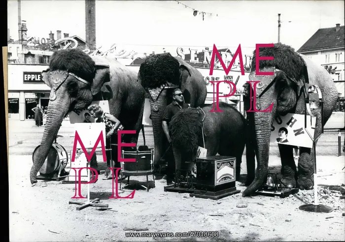 : Four Beatles elephants with wigs, Germany : Four Beatles elephants with wigs, Germany
