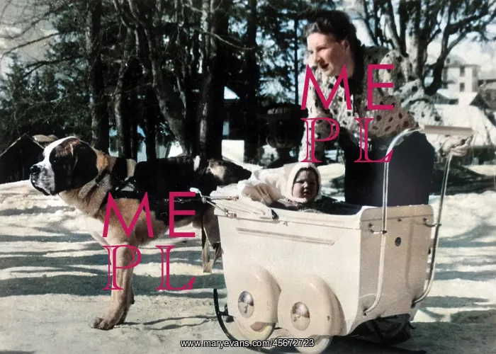: BEATRIX AND ST BERNARD : BEATRIX AND ST BERNARD