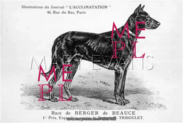 : Beauce Sheep Dog : Beauce Sheep Dog