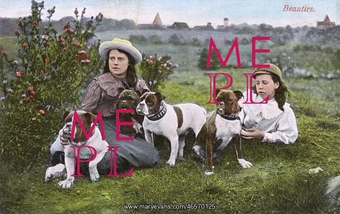 : Beauties - Four fine British Bulldogs : Beauties - Four fine British Bulldogs