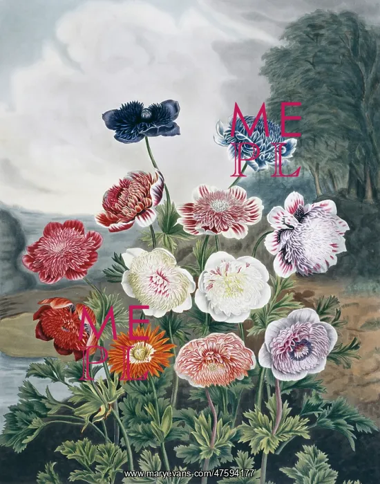: Beauties of Flora : Beauties of Flora