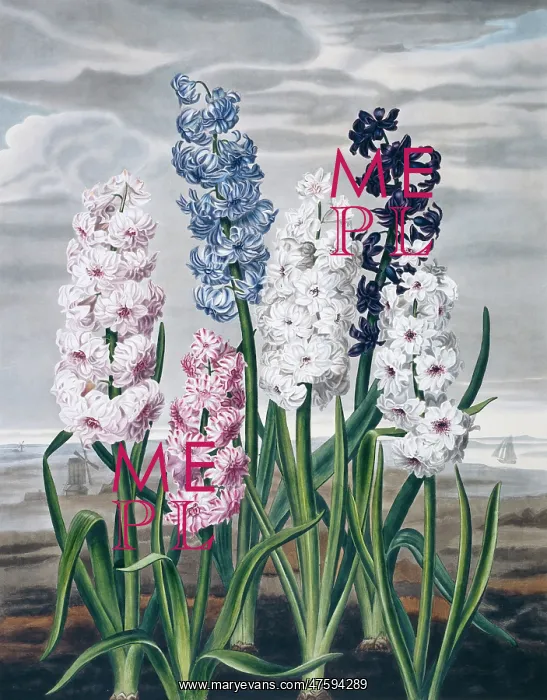 : Beauties of Flora : Beauties of Flora